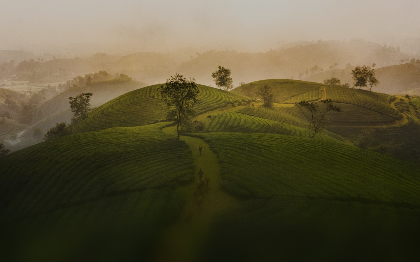 Phong cảnh miền núi